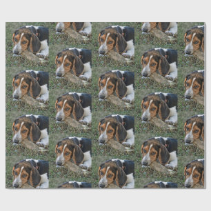Süßer Beagle beim Benagen eines Knochens Geschenkpapier