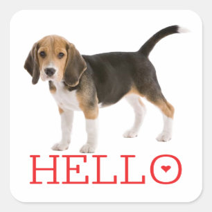 Süßer Beagle-Welpe Hallo Ich denke an Dich Freunds Quadratischer Aufkleber