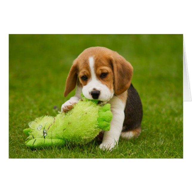 Süßer Beagle Welpe mit knuddeligem Spielzeug (Vorderseite (Horizontal))