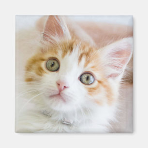 Süßer blauer mit Augen Kitty Magnet