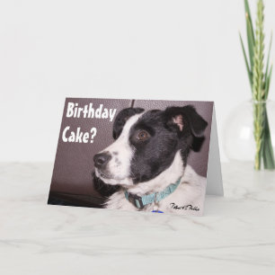 Süßer Border Collie Heeler Mix Schlafender Welpe Karte