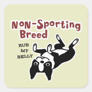 Süßer Boston Terrier - Nicht-Sportliche Rasse Quadratischer Aufkleber