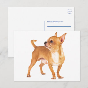 Süßer Chihuahua vermisst dich, Hallo, Liebe Hündch Postkarte