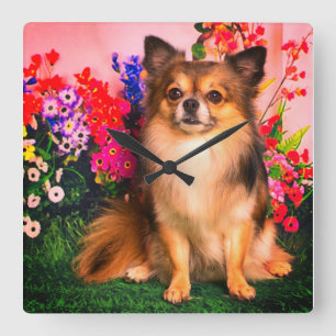 Süßer Chihuahua zwischen Frühlingsblumen Quadratische Wanduhr