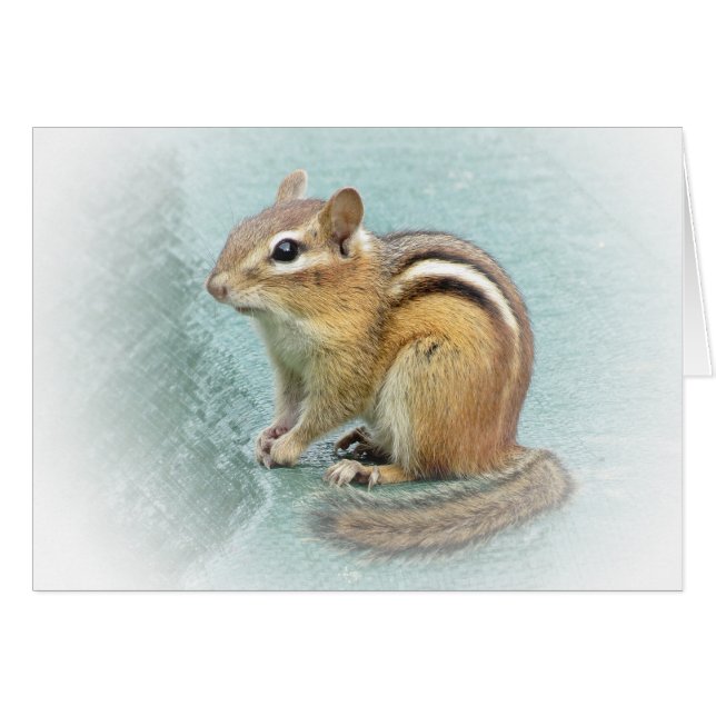 Süßer Chipmunk (Vorderseite (Horizontal))