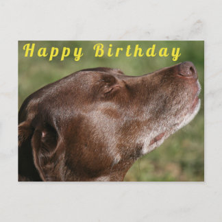 Süßer Chocolate Labrador Hund - Alles Gute zum Geb Postkarte