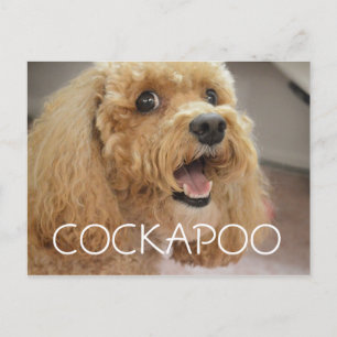 Süßer Cockapoo-Hund lächelt Postkarte