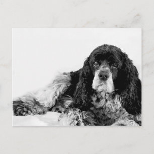 Süßer Cocker Spaniel Postkarte