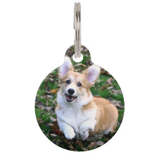 Süßer Corgi-Hund springt Haustiermarke