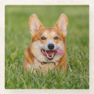 Süßer Corgi spielt im Gras Glasuntersetzer