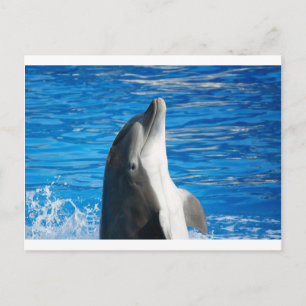 Süßer Delfin Strand Frieden Liebe Party Schicksal Einladungspostkarte
