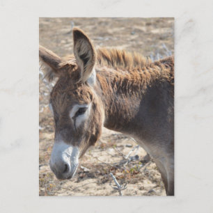 Süßer Donkey Postkarte
