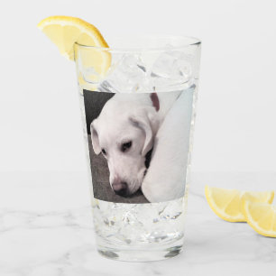 Süßer fauler weißer Labrador Retriever Mischlings Glas