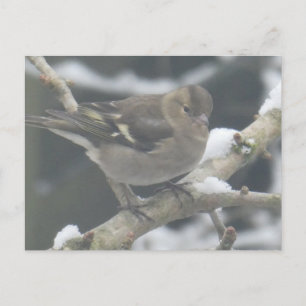 Süßer Fink im Schnee DIY-Postkarte Feiertagspostkarte