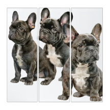 Süßer Französischer Bulldoggen-Welpe
