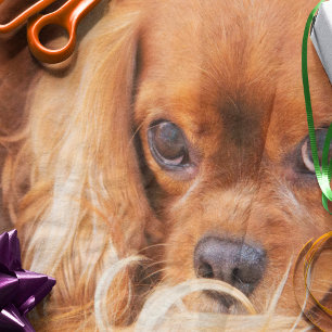 Süßer Freund Cavalier King Charles Seidenpapier