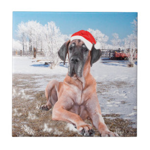 Süßer Great Dane Hund sitzt im Schnee Weihnachtsmü Fliese