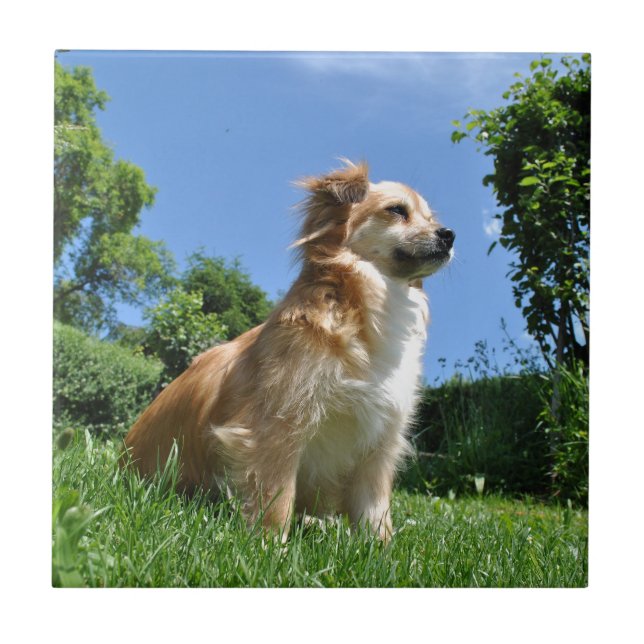 Süßer Hund im Gras Fliese (Vorderseite)