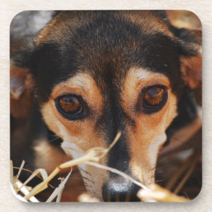 Süßer Hund im Heu Untersetzer