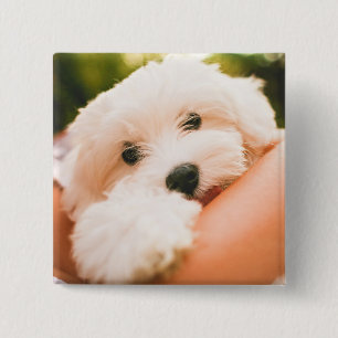 Süßer Hund Knopf 9 Button