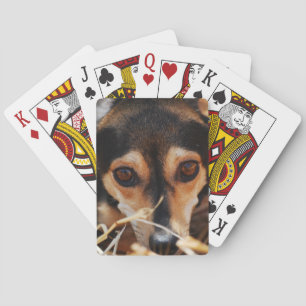 Süßer Hund liegt im Heu Spielkarten
