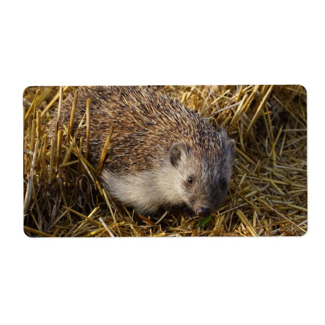 Süßer Igel auf Stubelfeldern (Vorne)