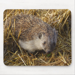 Süßer Igel auf Stubelfeldern Mousepad
