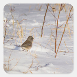 Süßer kleiner Vogel im Schnee Quadratischer Aufkleber