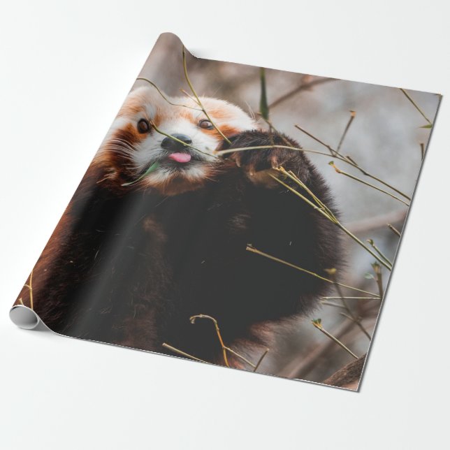SÜßER KOALA-BÄR GESCHENKPAPIER (Ungerollt)