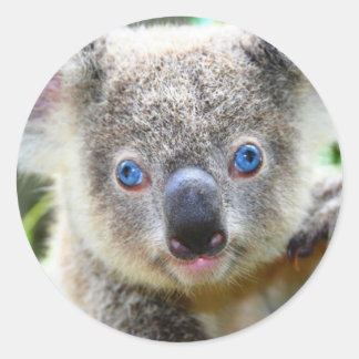 Süßer Koala-Bär Runder Aufkleber