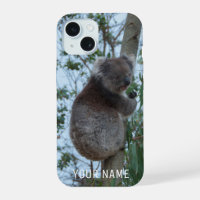Süßer Koala beim Klettern in einem Baum Australien