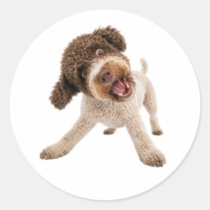 Süßer Lagotto Romagnolo Hund mit lockigem Fell Vin Runder Aufkleber