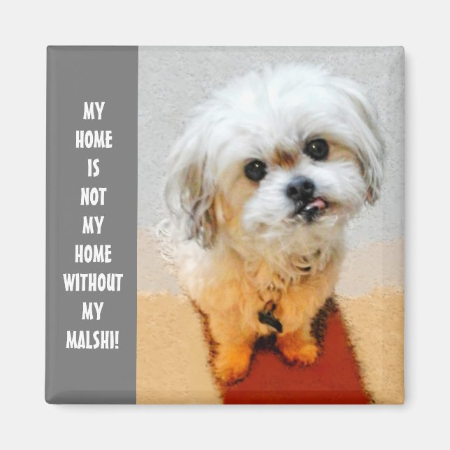 Süßer Malshi Magnet (Vorne)