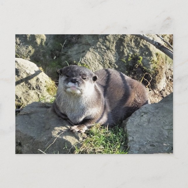 SÜSSER OTTER POSTKARTE (Vorderseite)