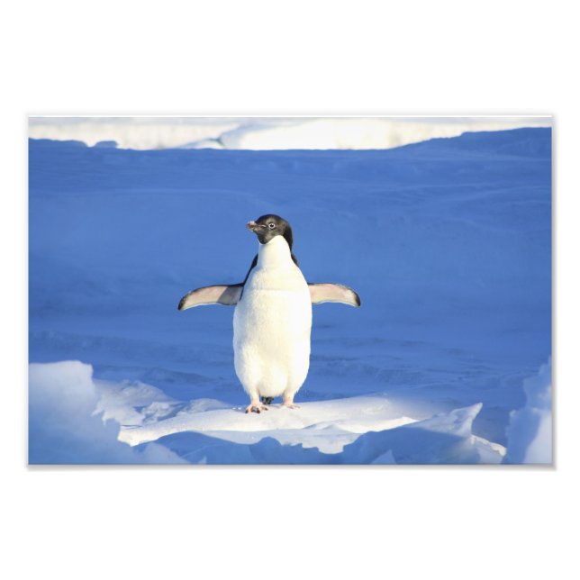 Süßer Pinguin Fotodruck (Vorne)