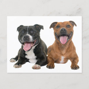 Süßer Pit Bull Welpe Hund Hallo Pitbull Postkarte
