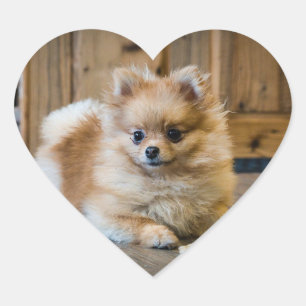 Süßer Pomeranian Chihuahua Mischlingshund Haustier Herz-Aufkleber
