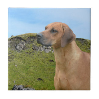 Süßer Rhodesian Ridgeback Hund Fliese