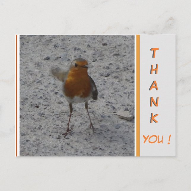 Süßer Robin DANKE Postkarte (Vorderseite)