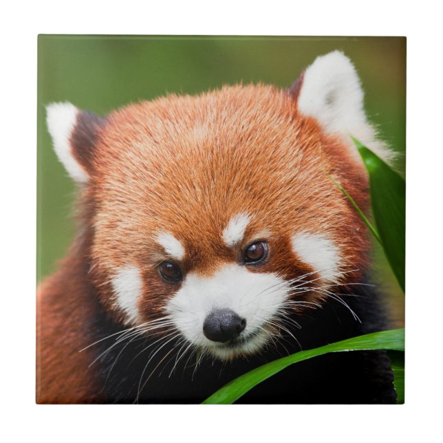 Süßer Roter Panda Fliese (Vorderseite)