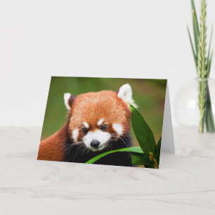 Süßer Roter Panda Karte