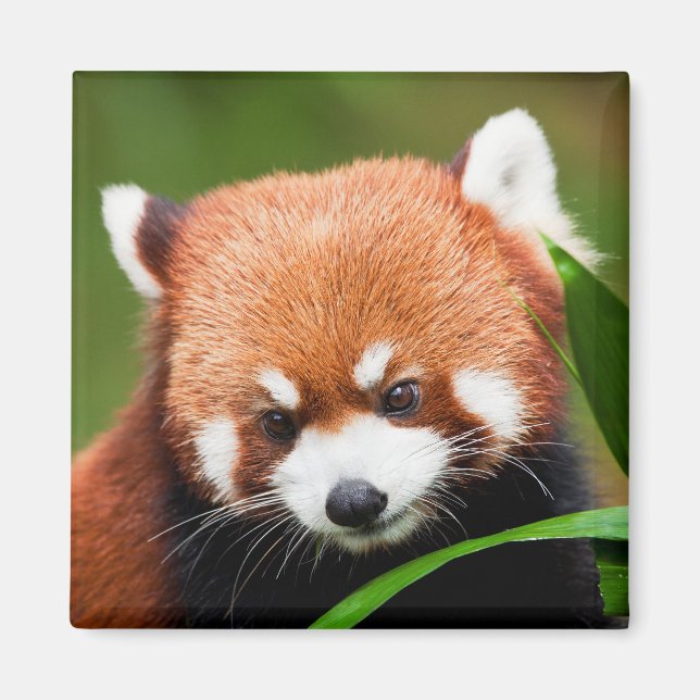 Süßer Roter Panda Magnet (Vorne)