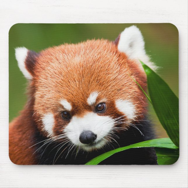 Süßer Roter Panda Mousepad (Vorne)