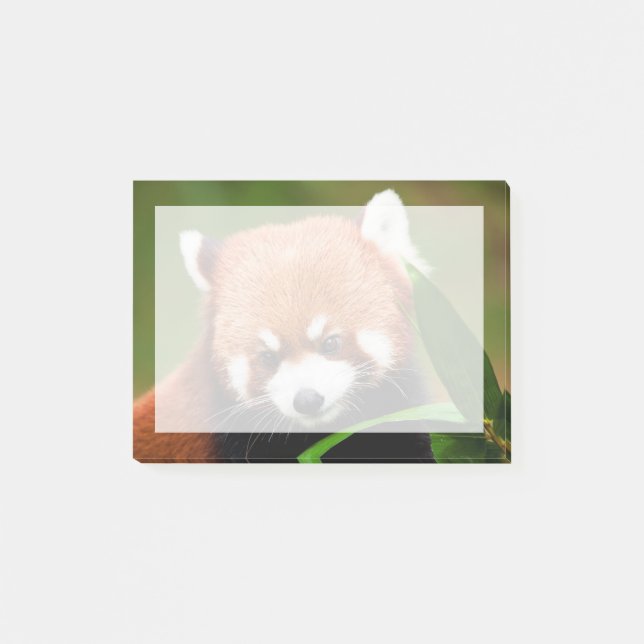 Süßer Roter Panda Post-it Klebezettel (Vorderseite)