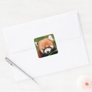 Süßer Roter Panda Quadratischer Aufkleber