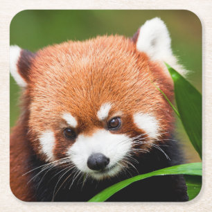 Süßer Roter Panda Rechteckiger Pappuntersetzer