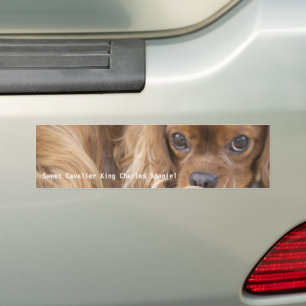 Süßer Ruby Cavalier King Charles Spaniel Autoaufkleber