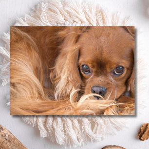 Süßer Ruby Cavalier King Charles Spaniel Karte
