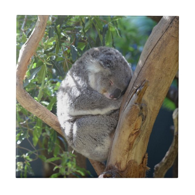 Süßer schlafender Koala im Baum Fliese (Vorderseite)