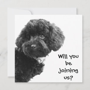 Süßer schwarzer Toy Poodle © Personalisierte Party Einladung